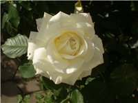 82c27f7f-Picture 6656.jpg